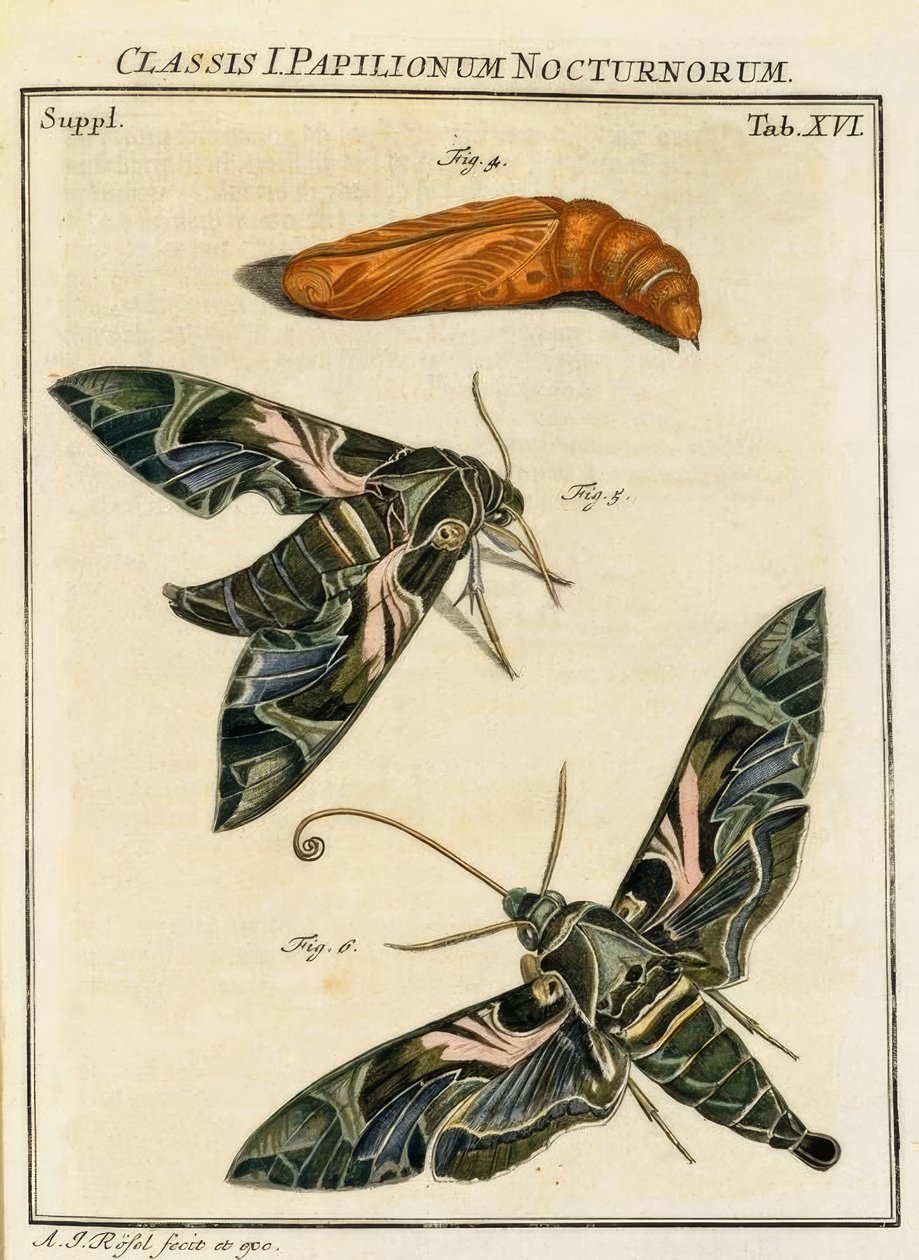 Kelebek Daphnis neri / Rösel v. R. by August Johann Rösel von Rosenhof
