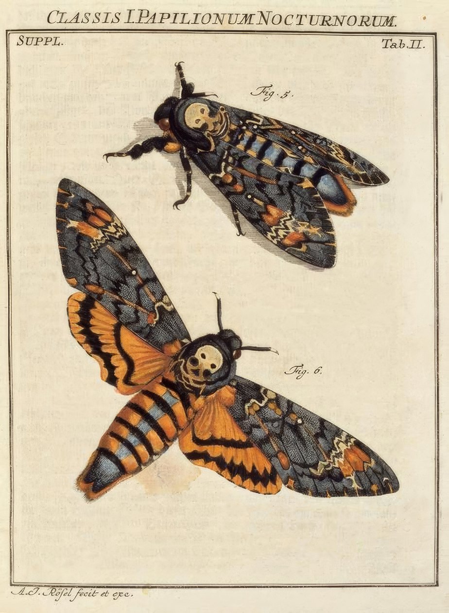 Kelebek, kuru kafa / Rösel v. R. by August Johann Rösel von Rosenhof