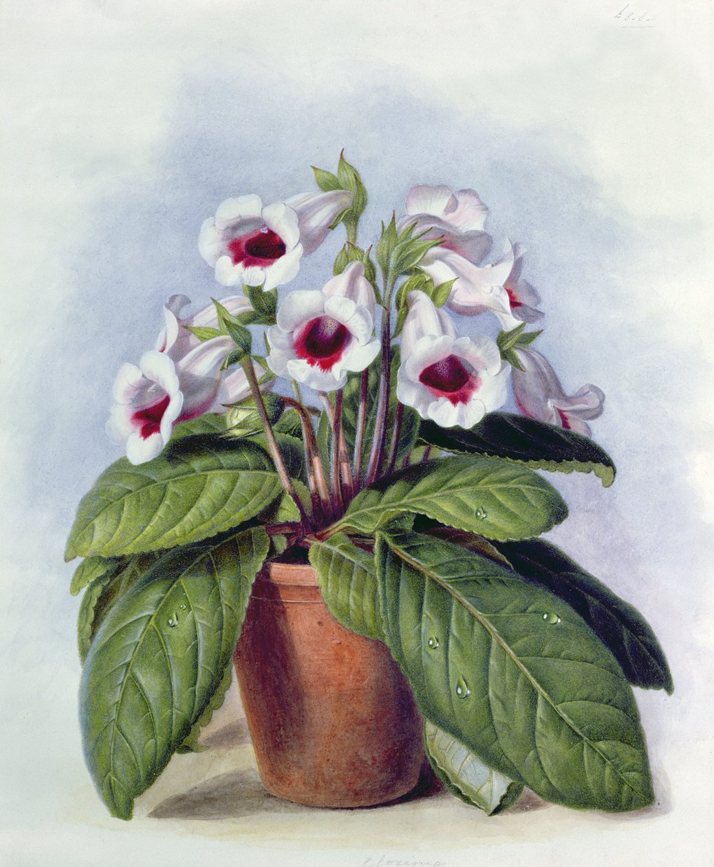Bir tencerede Gloxinia, c.1860 by Augusta Innes Withers