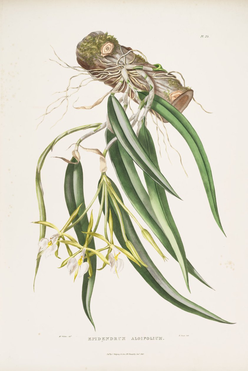 Epidendrum parkinsonianum