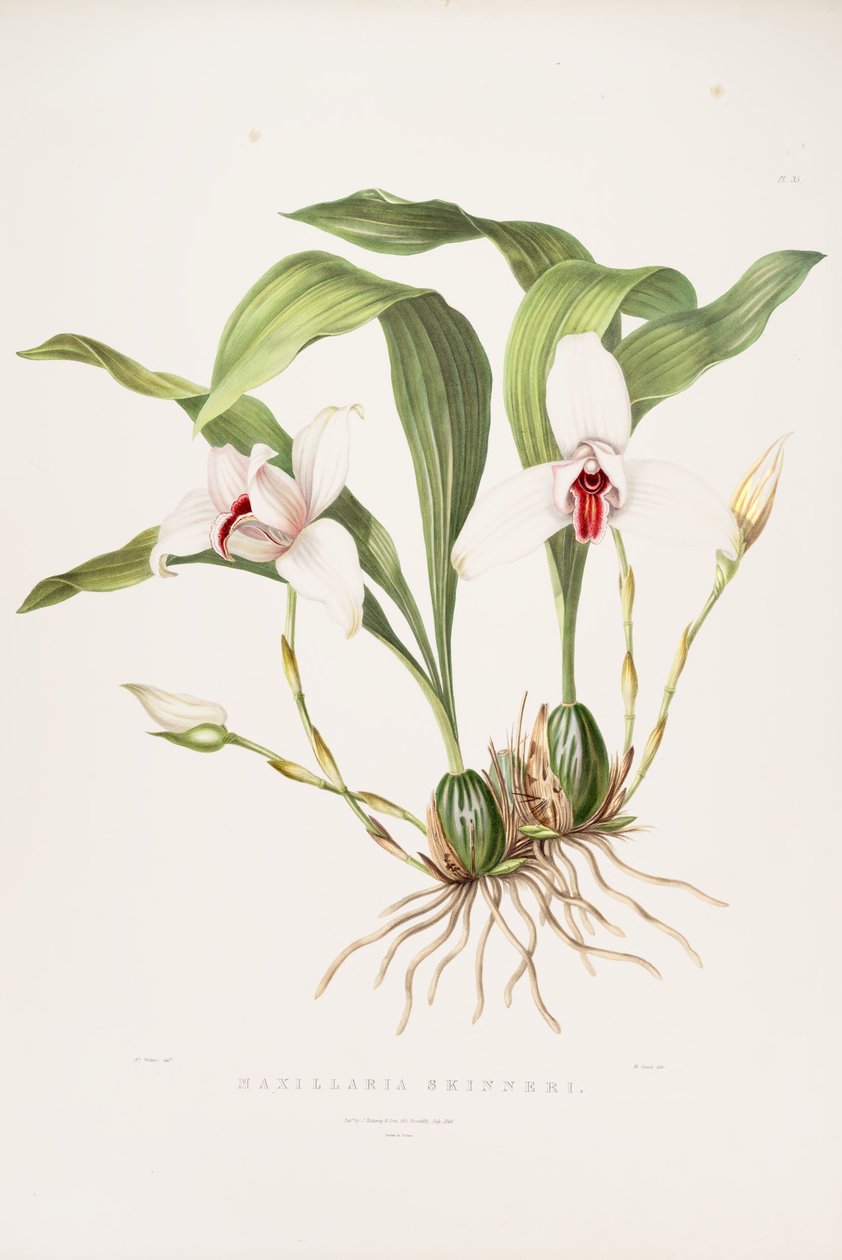 Lycaste skinneri