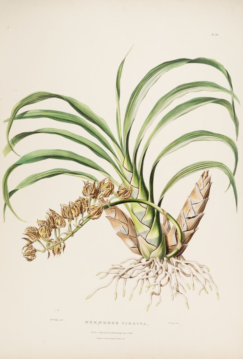 Mormodes maculata var. maculata (sens. Mormodes pardina olarak) by Augusta Innes Withers