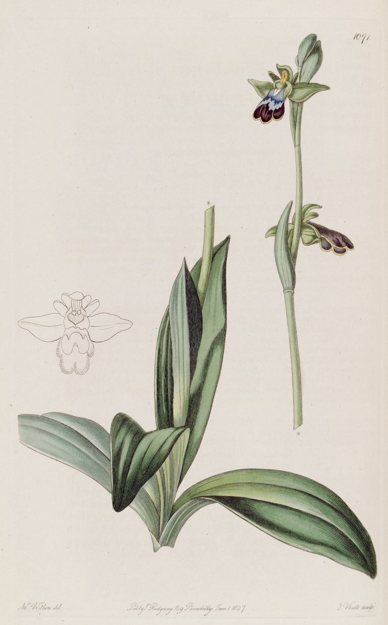Ophrys fusca çizimi by Augusta Innes Withers