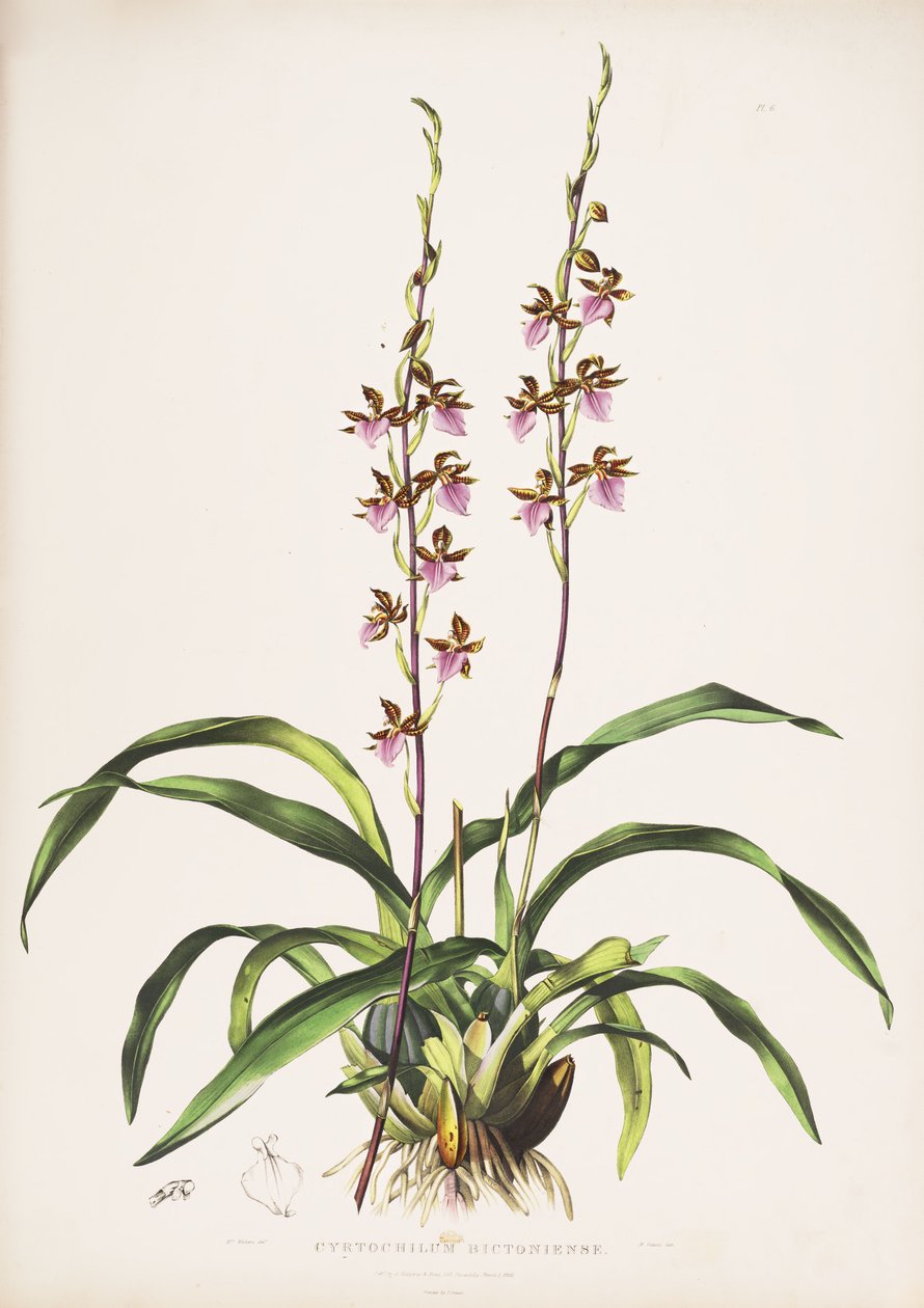 Rhynchostele bictoniensis