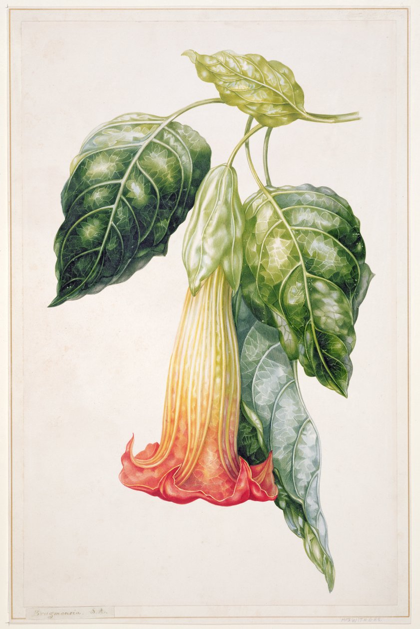 PD.993-1973 Thorn Apple flower from Ecuador, Datura rosei (gouache) by Augusta Innes Withers