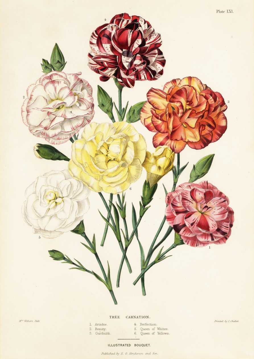 Ağaç karanfil çeşitleri, Dianthus caryophyllus: Ariadne 1, Beauty 2, Garibaldi 3, Perfection 4, Queen of Whites 5, Queen of Yellows 6 by Augusta Innes (after) Withers