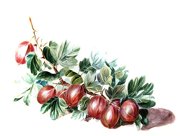 Bektaşi üzümü, c.1860 (kağıt üzerine sulu boya) by Augusta Innes Withers