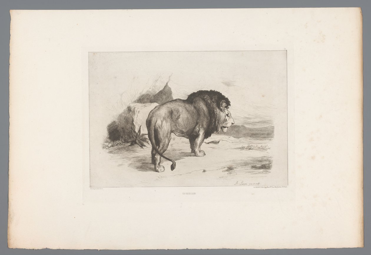 Lion Un vieux lion (nesne üzerindeki başlık) 1874'ten Fransız gravürleri (seri başlığı) L'eau-forte en 1874 (seri başlığı) by Auguste Andre Lancon