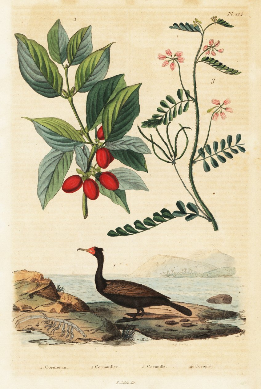 Karabatak, Kızılcık ve akrep fiğ.,1834-1839 (gravür) by Auguste Dumenil