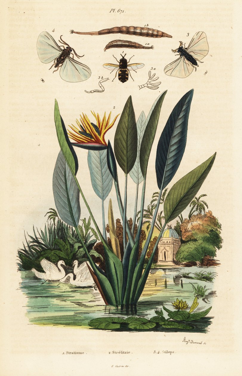 Soldierfly, turna çiçeği ve ,1834-1839 (gravür) by Auguste Dumenil