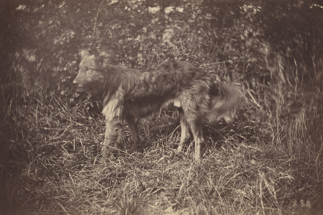  by Auguste Giraudon