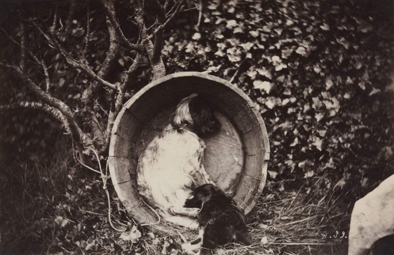Namluda Köpek ve Köpek Yavrusu by Auguste Giraudon