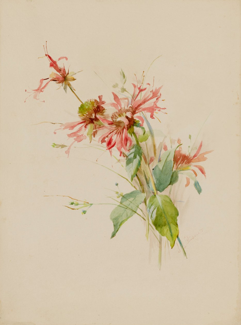 Bergamot veya Bee Baum, 19. yüzyılın sonu - 20. yüzyılın başı. by Austa Densmore Sturdevant