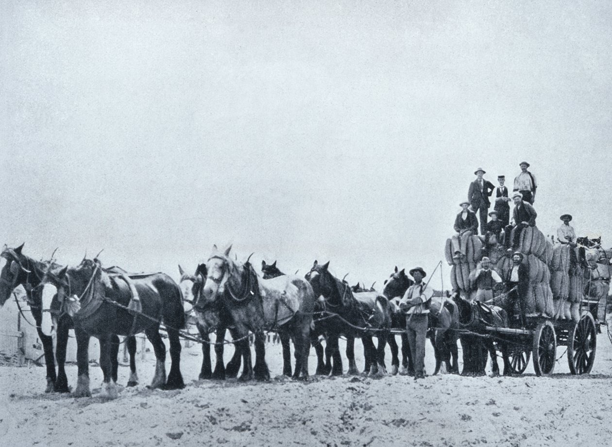 Yün taşıma ekibi, Batı Avustralya, c.1900, 