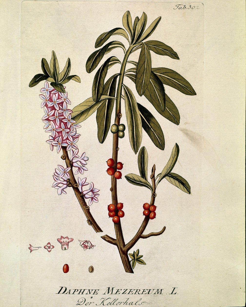 Botanik: ""Bois-joli"" (Bois joli) (veya Bois-gentil, Bois gentile) (Daphne mezereum) Joseph Jacobi Plenck (1735-1807) 1788-1803 tarafından "Medicinalium secundum Linnaei digestarum""dan alınan tahta by Austrian School