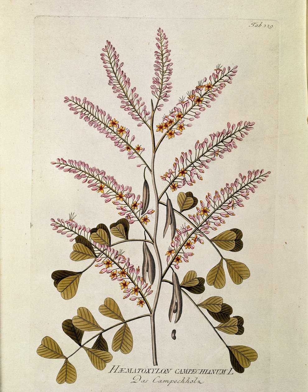 Botanik: “” Campeche”” (Haematoxylon campechianum) Joseph Jacobi Plenck (1735-1807) 1788-1803 Özel koleksiyon by Austrian School