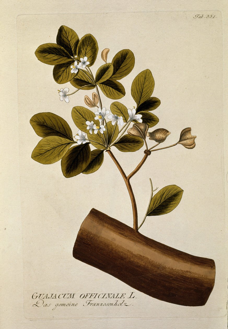 Botanik: Joseph Jacobi Plenck (1735-1807) 1788-1803 Özel koleksiyon by Austrian School