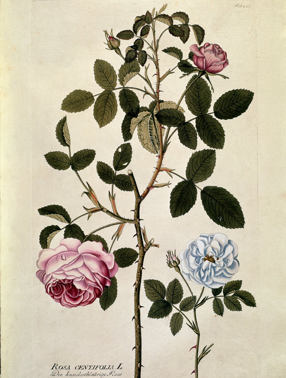 Botanik: Yüz yapraklı gül (Rosa centifolia) Joseph Jacobi Plenck (1735-1807) 1788-1803 Özel koleksiyon by Austrian School