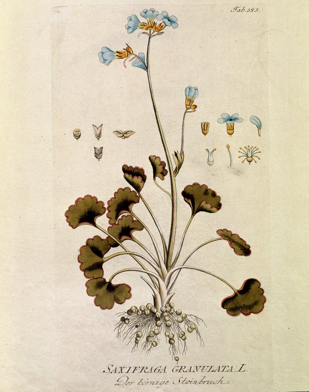 Botanik: "Saxifrage granule"" (Saxifraga granulata) Joseph Jacobi Plenck (1735-1807) tarafından "Medicinalium secundum Linnaei digestarum"dan alınan levha, 1788-1803 Özel koleksiyon by Austrian School