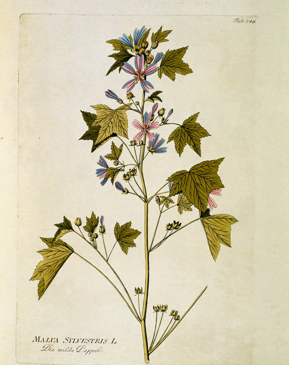 Botanik: “büyük mor”” (Malva sylvestris) Joseph Jacobi Plenck (1735-1807) 1788-1803 Özel koleksiyon by Austrian School