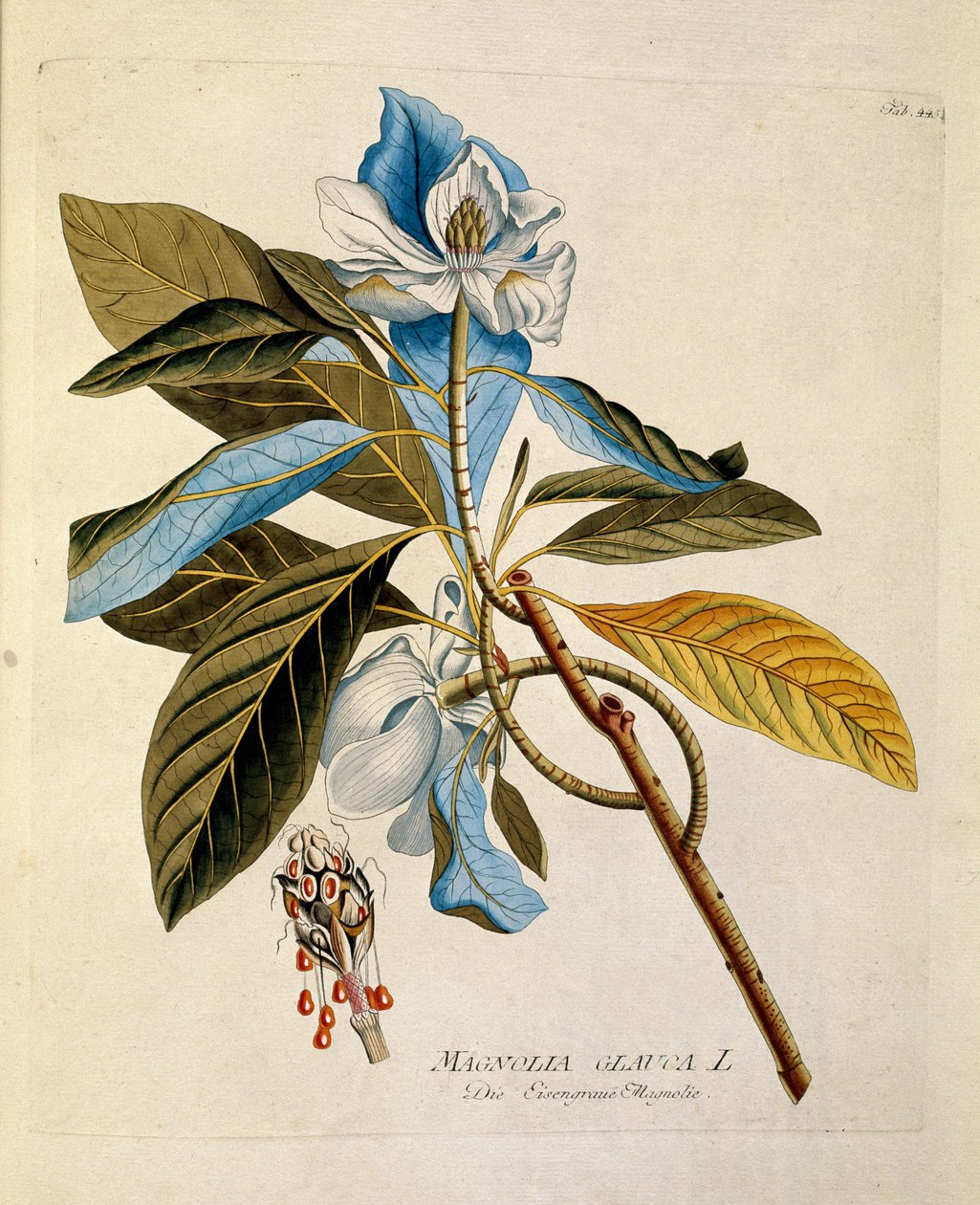 Botanik: “” manolya”” Joseph Jacobi Plenck (1735-1807) 1788-1803 Özel koleksiyon by Austrian School