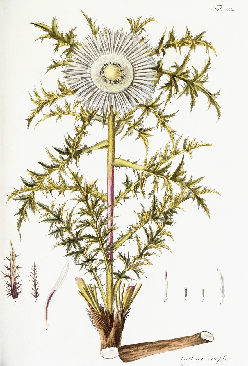 Carlina Simpleks by Austrian School