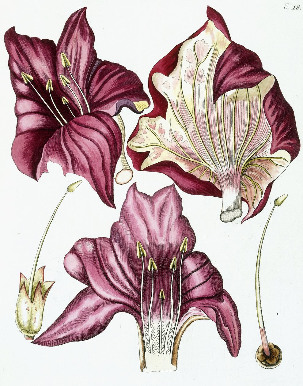 Şekil 18, "Collectanea for Botanica, Chemistry, and Natural History with Figures", 1786-1796 by Austrian School