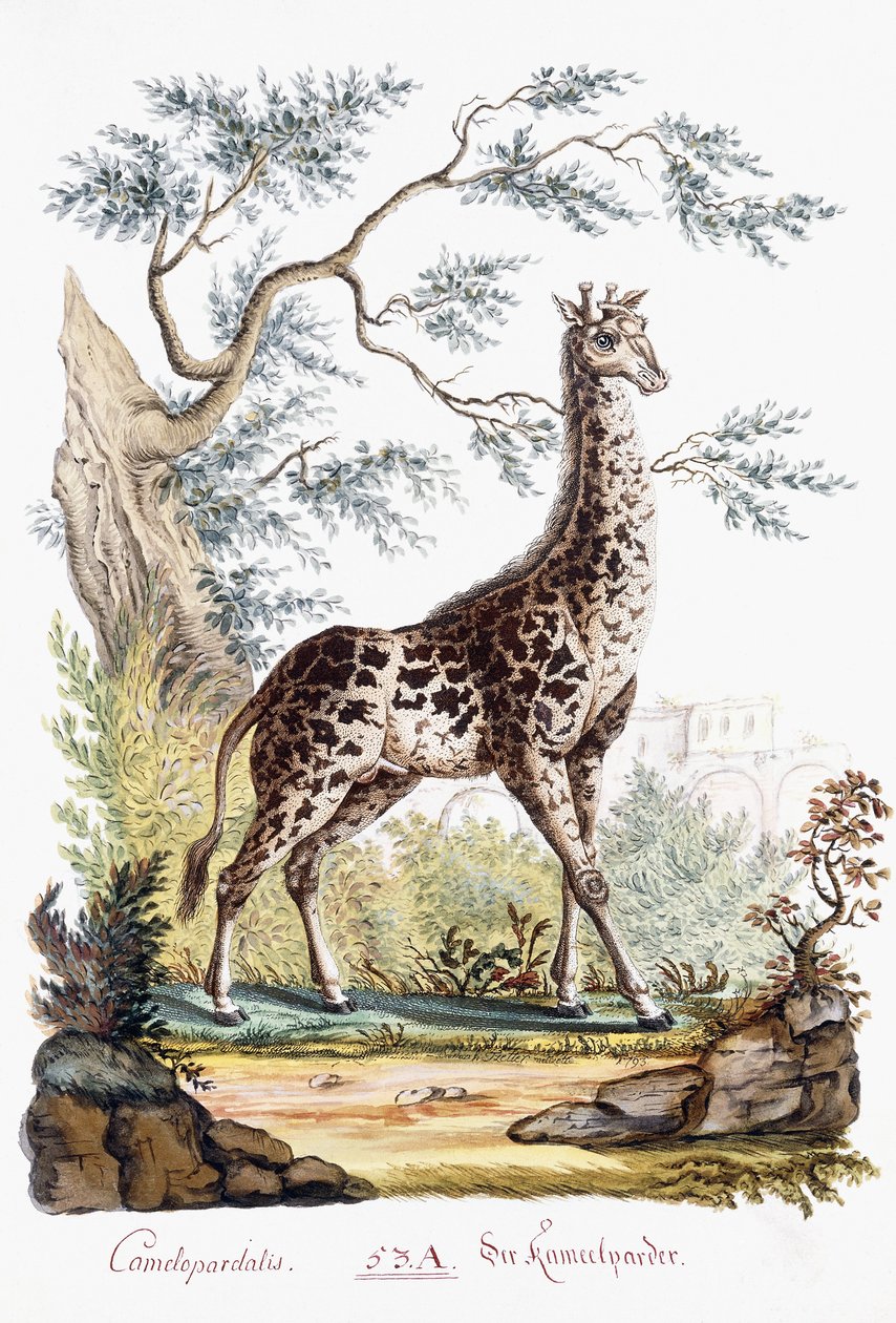 zürafa, 1794 by Austrian School