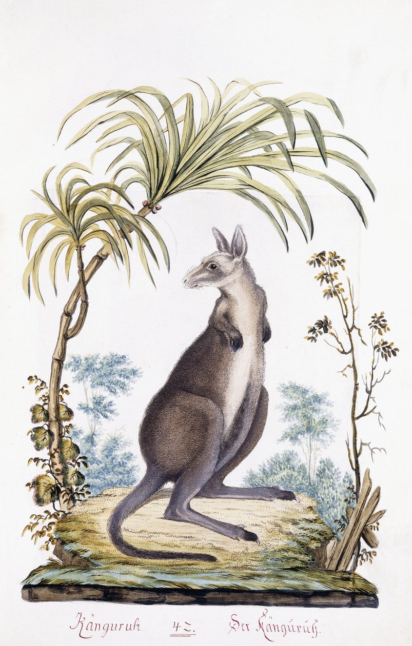 Kanguru, 1794 by Austrian School