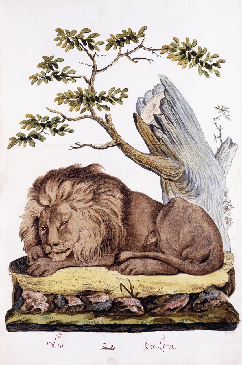 aslan, 1794 by Austrian School