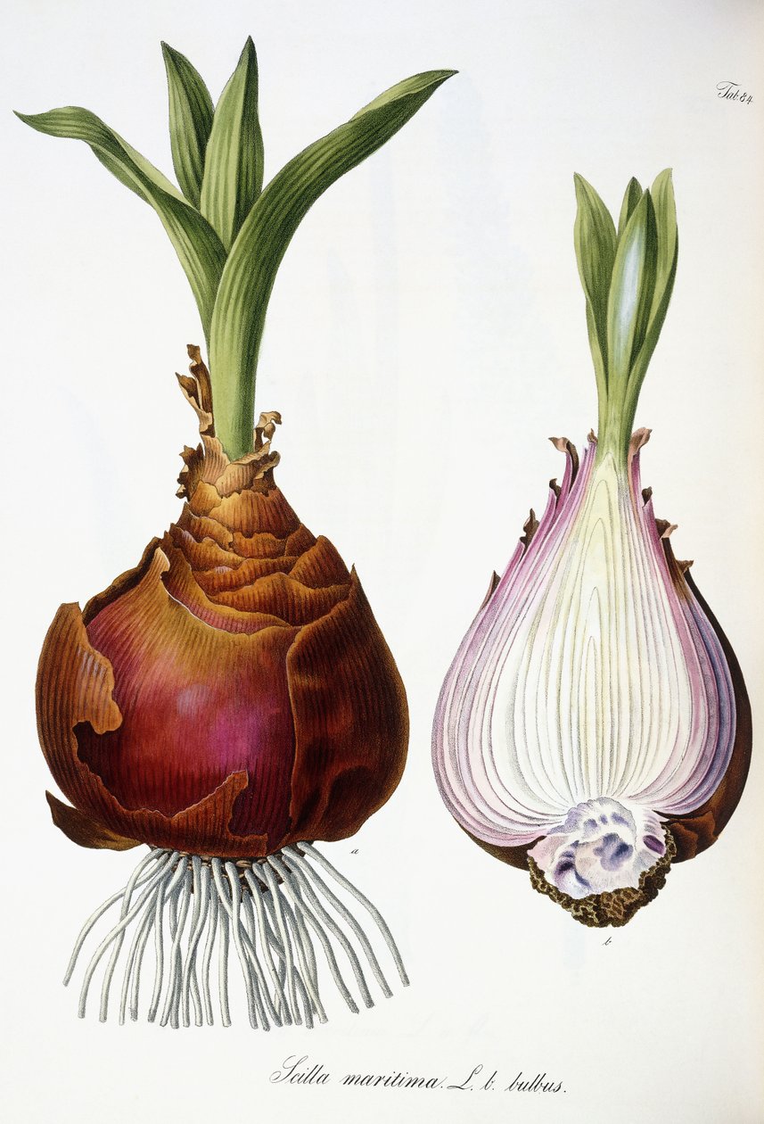 Scilla maritima by Austrian School