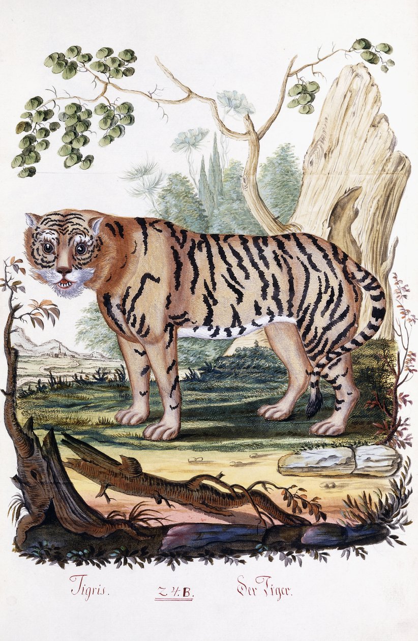 kaplan, 1794 by Austrian School