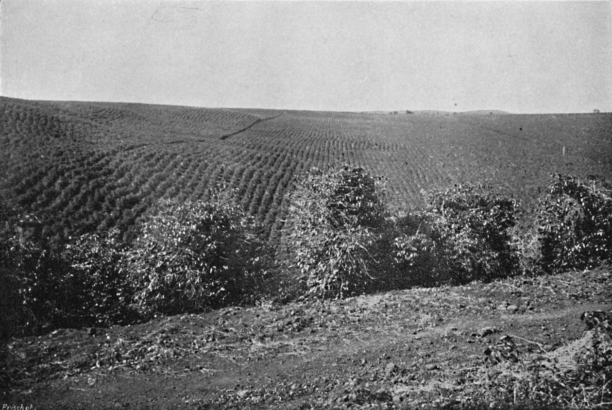 Kahve Tarlası kuruldu, Kahve Tarlası, 1895 by Axel Frick