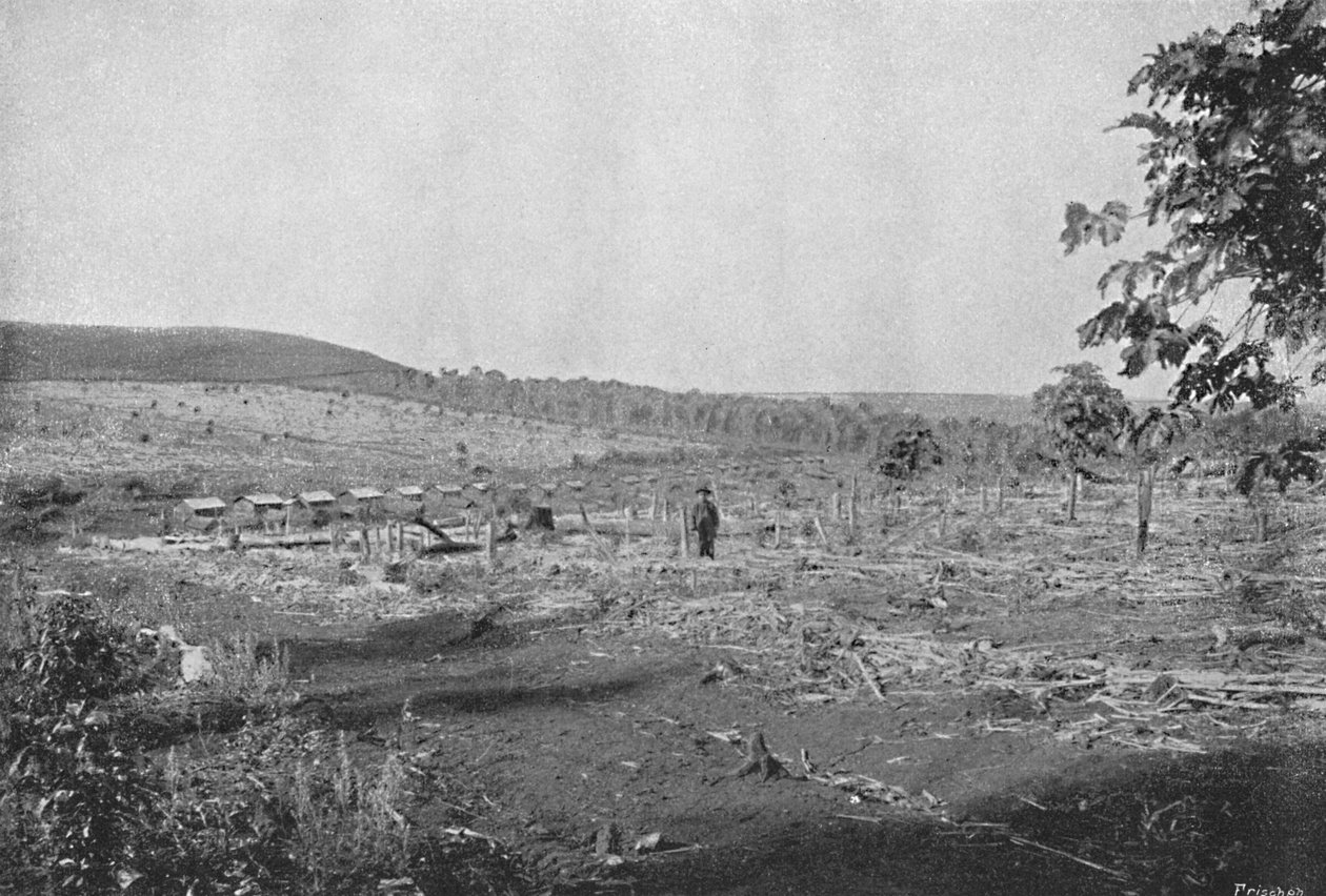 Yeni kahve ekimi, Yeni kahve ekimi, 1895 by Axel Frick