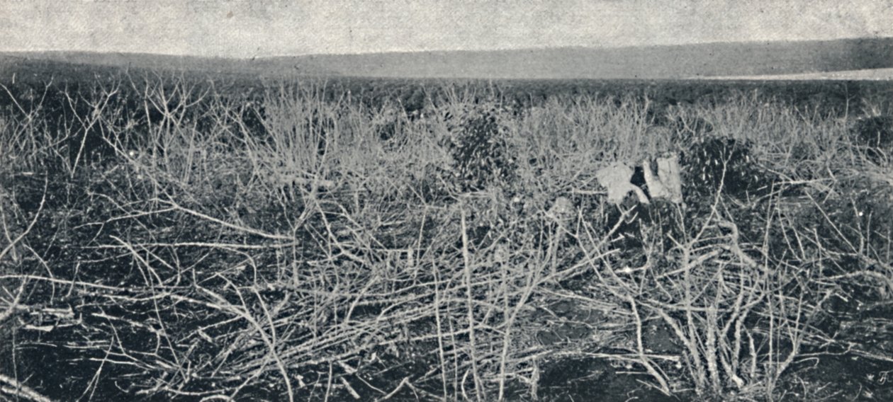 Manyok ekimi, 1895 by Axel Frick