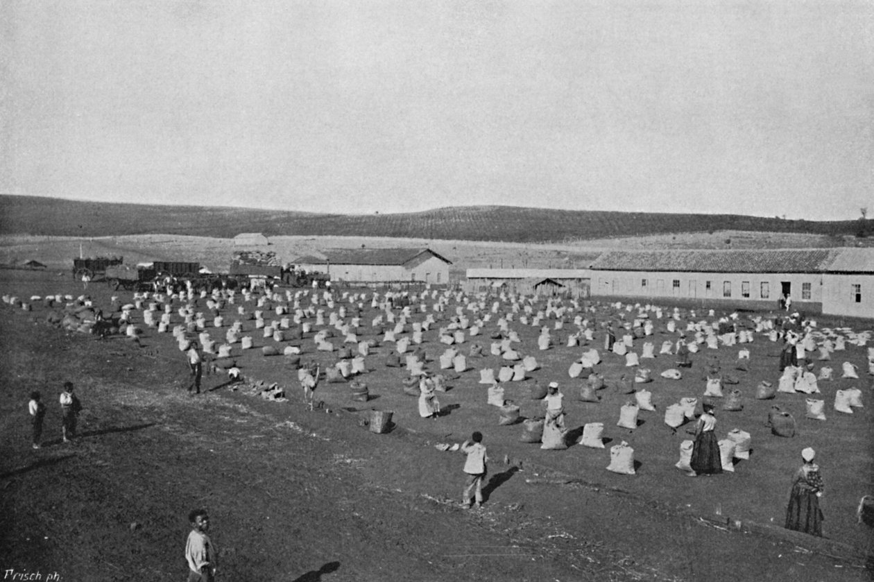 Terreiro para seccar o Cafe, Kahve Kurutma ve Paketleme, 1895 by Axel Frick