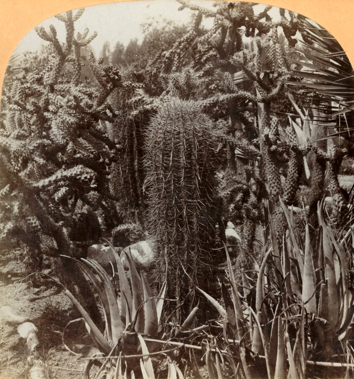 Kaktüs Bahçesi, Cragin Place, Lake Worth, Florida, c1900. by B. L. Singley