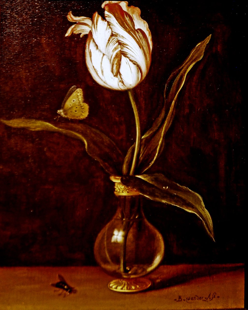 Vazoda Tek Bir Lale by Balthasar van der Ast