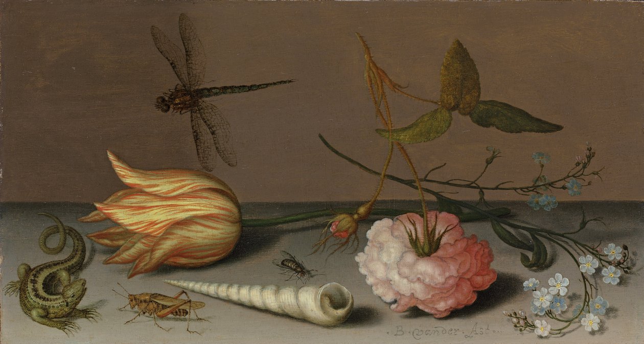 Bir lale, bir karanfil, unutma beni, bir kabuk, bir kertenkele ve bir çekirge, bir çıkıntıda, uçuşta bir yusufçuk by Balthasar van der Ast
