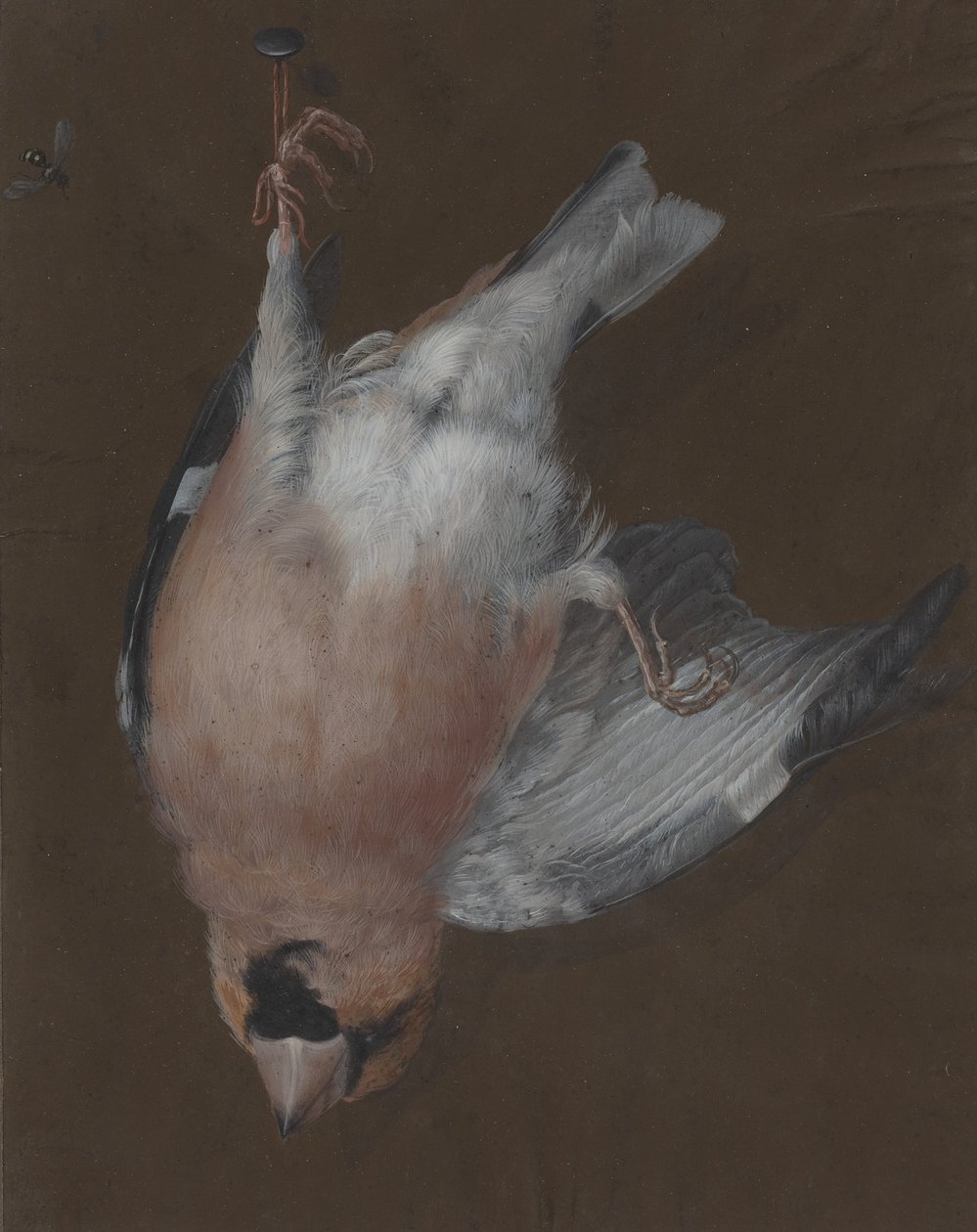 Çividen Sarkan Gül Göğüslü Bir Finch by Barbara Dietzsch