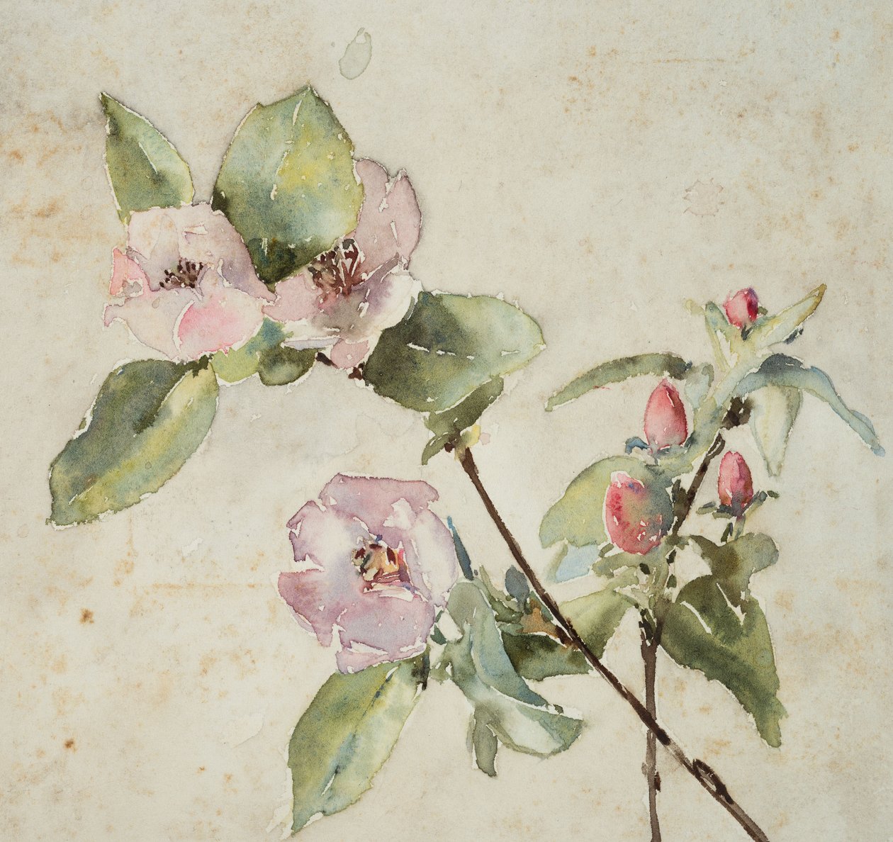 Pembe çiçek dalları (kağıt üzerine sulu boya) by Barbara Leigh Smith Bodichon