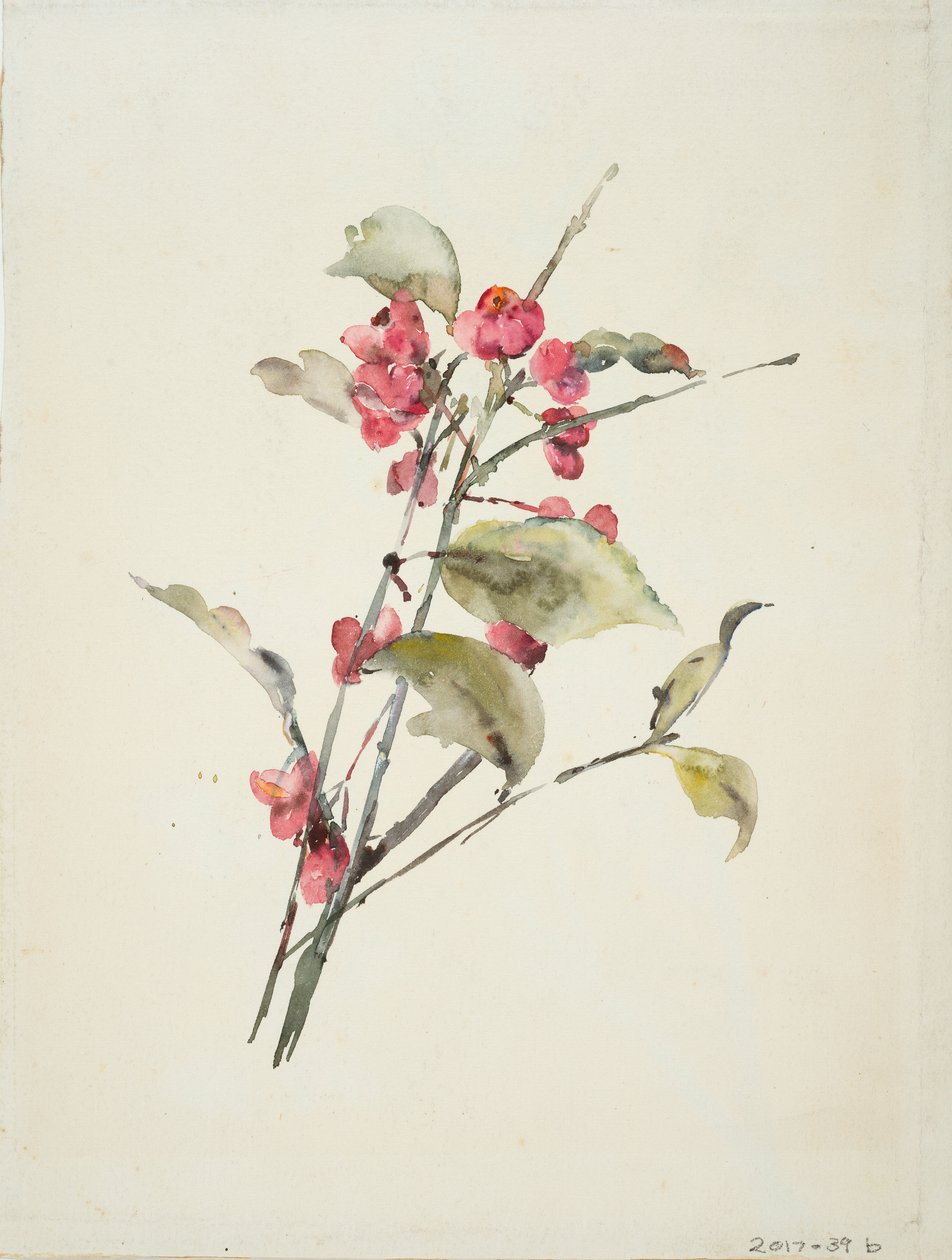 Pembe Çiçekler (kağıt üzerine sulu boya) by Barbara Leigh Smith Bodichon