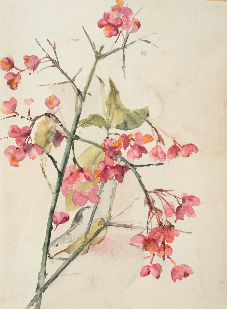 Pembe Çiçekler (kağıt üzerine sulu boya) by Barbara Leigh Smith Bodichon