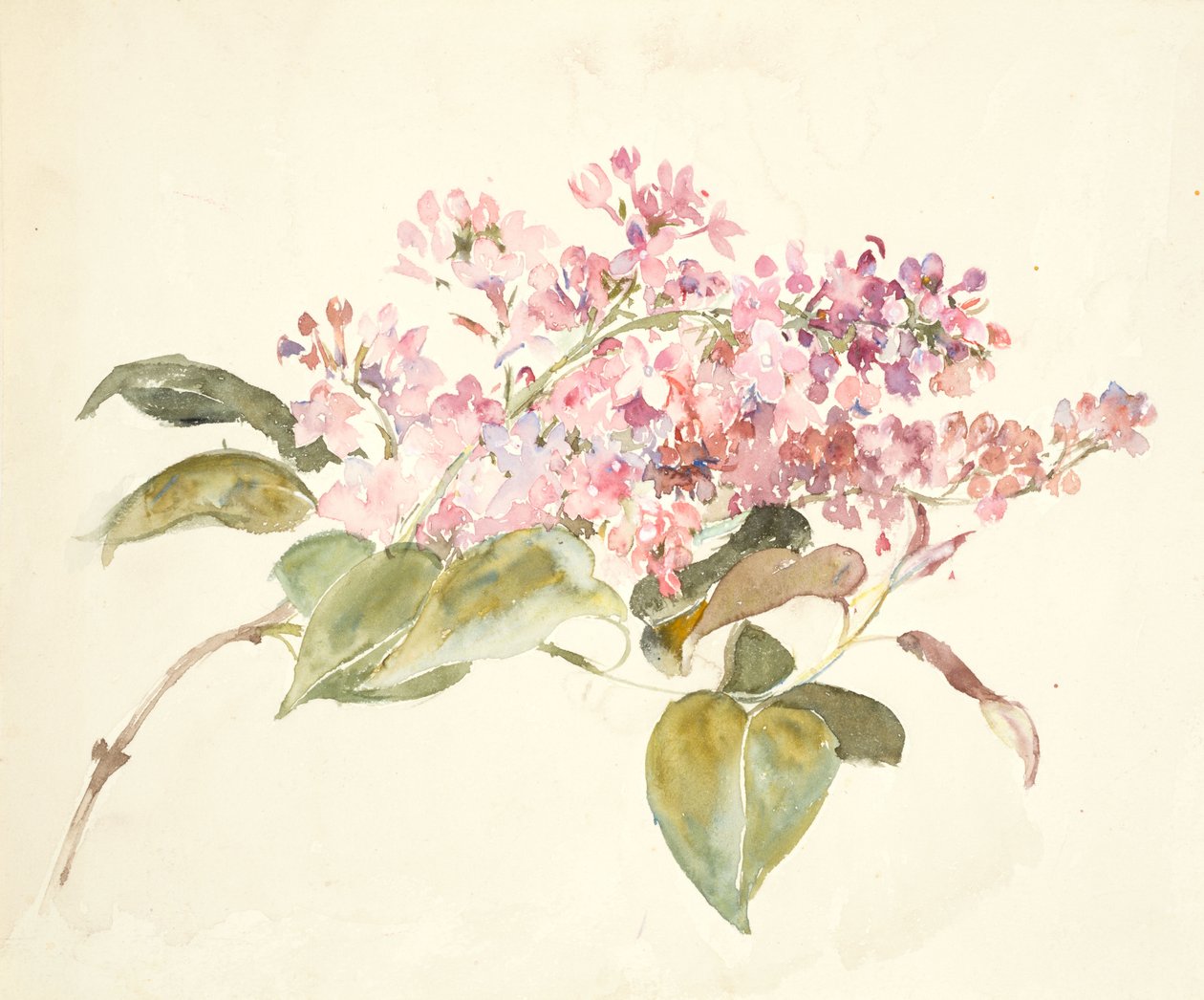 Pembe Çiçekler (dokuma kağıt üzerine sulu boya) by Barbara Leigh Smith Bodichon