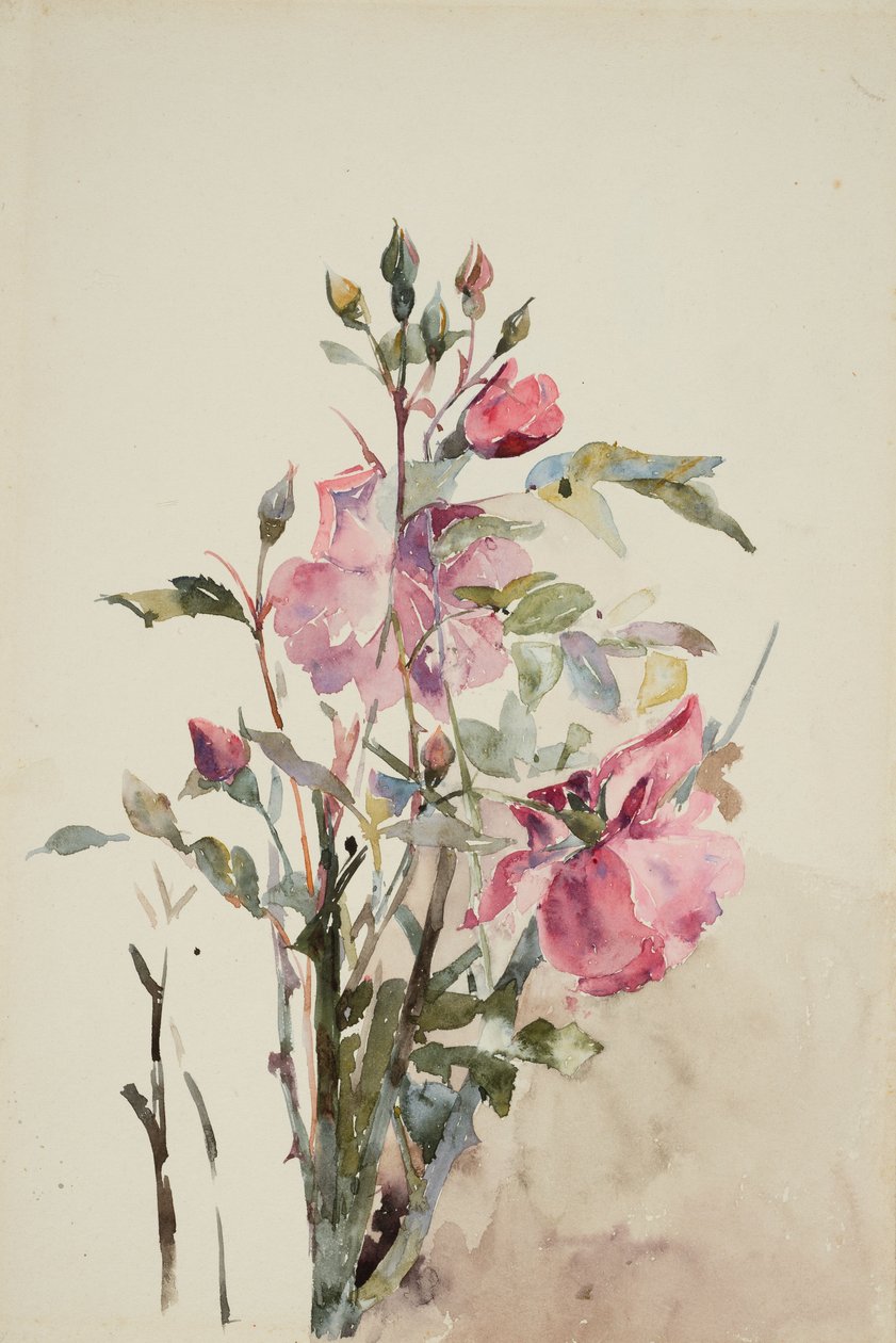 Pembe çiçek sapları (kağıt üzerine sulu boya) by Barbara Leigh Smith Bodichon