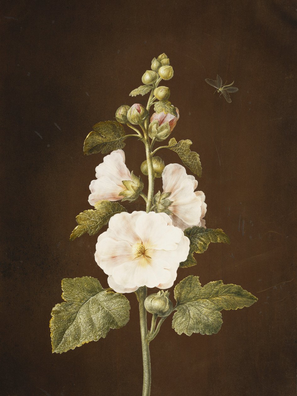 gülhatmi, by Barbara Regina Dietzsch
