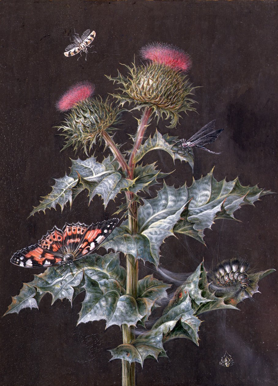 Böcekli Bir Devedikeni Çalışması (guaj) (ayrıca bkz. 51756) by Barbara Regina Dietzsch