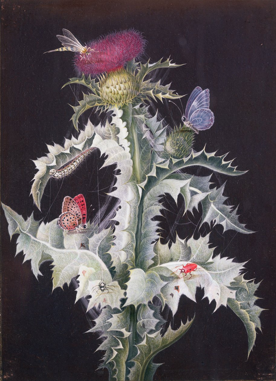 Böceklerle Bir Devedikeni Çalışması (ayrıca bkz. 59250) by Barbara Regina Dietzsch