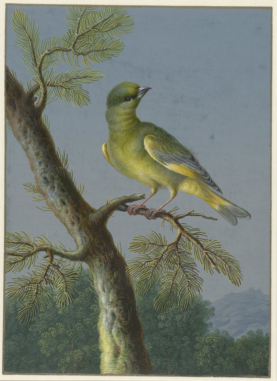 Greenfinch Dört kuş guajı (seri başlığı) by Barbara Regina Dietzsch