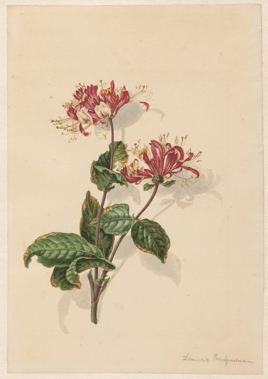 Yabani hanımeli dalı (Lonicera periclymenum) by Barend Hendrik Thier